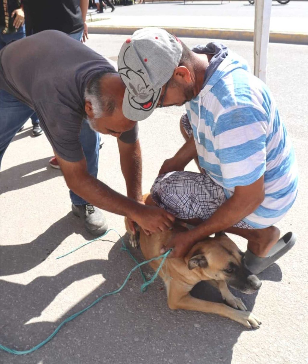 En la última brigada que se realizó se atendió a más de 17o mascotas.