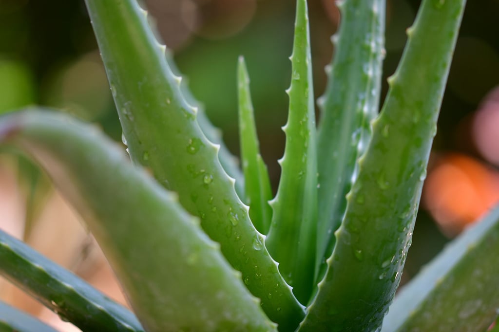 Así se obtiene colágeno natural con aloe vera