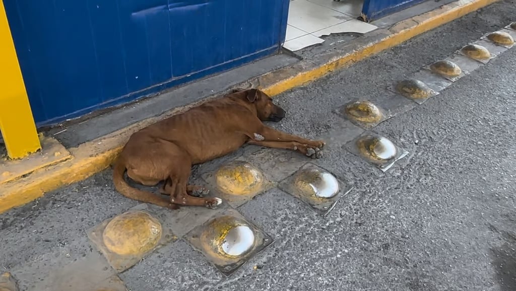 Exhortan a la población a desparasitar a sus mascotas para evitar contagios de esta enfermedad. (EL SIGLO DE TORREÓN)