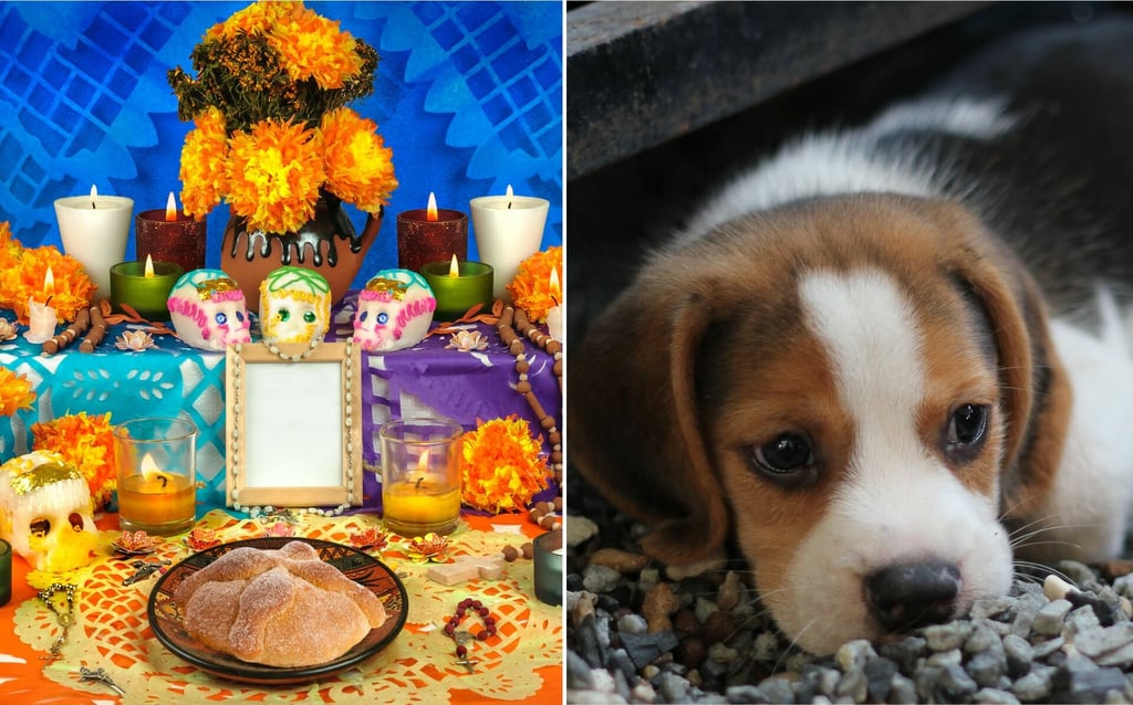 La empresa de servicios funerarios Funeral Pet propuso la fecha del 27 de octubre para conmemorar a los animales de compañía que ya no están con nosotros.