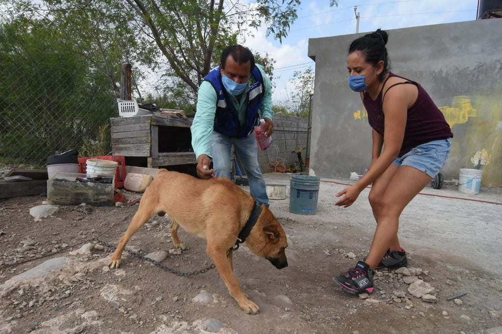 El perro es el huésped primario o definitivo de la bacteria Rickettsia, mientras que el ser humano es el huésped accidental.