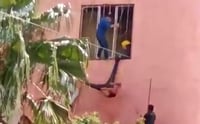Investigan a policía que usó como 'piñata' a ladrón en Jalisco
