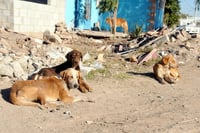 Denuncia asociación maltrato de animales por Control Canino en Gómez Palacio