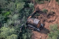 Deforestación no se detuvo en Argentina: Greenpeace