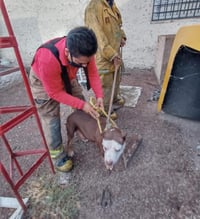 Mantiene Control Canino resguardo de pitbull que atacó a niño en Gómez Palacio