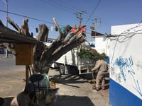 Califican como 'acto criminal' poda de árboles en Diagonal Reforma de Torreón