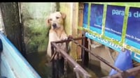 VIDEO: Elementos de la Marina rescatan a perrito de la inundación en Tabasco