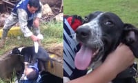 Marina rescata a otro perrito de las inundaciones en Tabasco