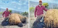 Se contradicen autoridades en Coahuila por caza de bisonte