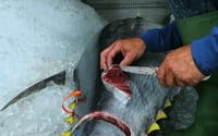Una nueva temporada de captura del atún en México comenzó este martes tras un periodo de veda de poco más de dos meses, informó el Gobierno federal. (ARCHIVO)