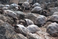 Galápagos, semillero de tortugas