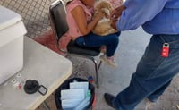 Continúa vacunación de mascotas en Ciudad Lerdo