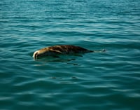 Ambientalistas llaman a presionar a México para salvar a vaquita marina