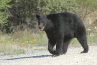 Registra Profauna avistamientos de osos que descienden de las Sierras de Arteaga y Zapalinamé