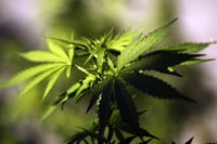 Industria espera inminente legalización del cannabis en México durante abril