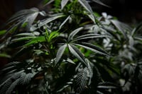 Analizan otra prórroga a SCJN para regular cannabis