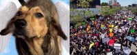 Con mega marcha exigen justicia para 'Rodolfo', el perrito asesinado en Los Mochis