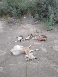 Investigarán causas de muerte de cabras en zona rural de Lerdo