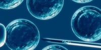 Piden científicos desarrollar embriones humanos durante más de 14 días