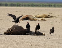 Mueren en Durango 100 animales por día ante sequía