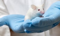 Una vacuna de ARNm logra en ratones protección completa contra malaria