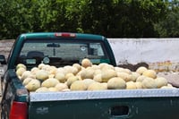 Buscan subsidio para apoyar a los productores de melón en Ceballos y Tlahualilo