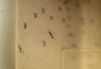 La Jurisdicción Sanitaria número 2 rechaza casos de dengue en La Laguna de Durango