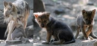 Camada de lobos en Chapultepec devuelve la esperanza para evitar la extinción de estos
