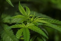 La legalización del cultivo asociativo de cannabis medicinal entra en vigor en Perú