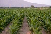 Con riego tecnificado, hasta 20 % de cultivos en La Laguna
