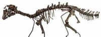 Una investigación realizada por un equipo internacional liderado por las fundaciones Dinópolis en Teruel (España) y la Fundación Agencia Aragonesa para la Investigación y el Desarrollo (ARAID) ha reconstruido la cavidad neurocraneal de un dinosaurio ornitópodo y concluye que pudo ser tan inteligente como sus parientes carnívoros. (ESPECIAL) 