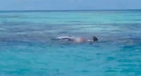 Captan a tiburón devorando cadáver de un hombre en Yucatán