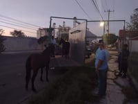 Agentes rescatan a dos caballos en Gómez Palacio