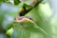 Descubren una nueva especie de lagartija en la selva central de Perú