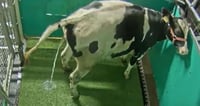 Granjeros enseñan a las vacas a ir al baño para reducir la contaminación por amoníaco