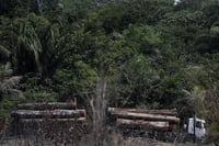 Las alertas de deforestación en la Amazonía caen por segundo mes consecutivo