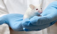 Científicos logran aumentar la eficacia de la vacuna contra la tuberculosis en ratones