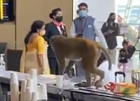 Mono irrumpe en el bar de un aeropuerto y bebe un poco juego