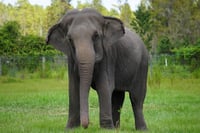 Turista muere pisoteado por elefanta en parque de Zimbabue