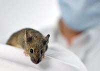 Ratones y monos: los nuevos aliados contra el VIH y el ébola