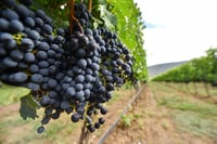 Impulsa SADER vitivinicultura productiva, sustentable con desarrollo económico y social