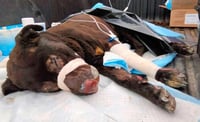 Rescatan a 'Esponjoso', perrito sobreviviente de la explosión en Puebla