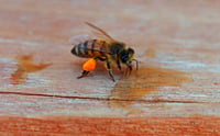Desarrollan suplemento proteico para alimentar abejas