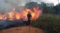 Los incendios en la Amazonía caen un 33 % en octubre