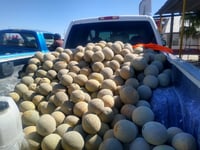 El melón tardío cierra con buen precio en Matamoros y Viesca