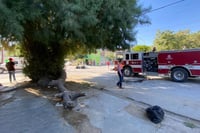 Joven sube a árbol y amenaza con quitarse la vida en Gómez Palacio