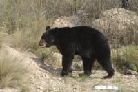 Se incrementa 300 % población de osos en región Sur de Coahuila