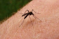 Jurisdicción Sanitaria VI señala que caso de dengue en Torreón es importado