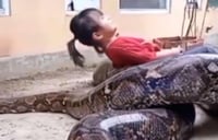 Video de niña jugando y acurrucándose con serpiente se vuelve viral en redes sociales