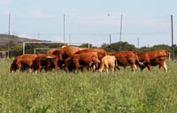 Pega cierre temporal a exportación de ganado de Durango